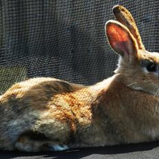 Kanin Anijo´s Silke