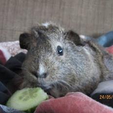 Marsvin team hop,s totti