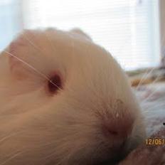 Marsvin Team hop´s Tita4  *unge*