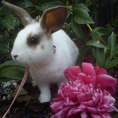Kanin Bounty R.I.P