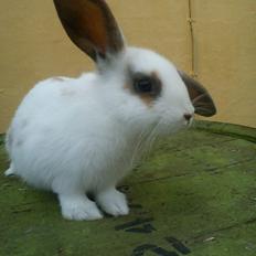 Kanin Bounty R.I.P