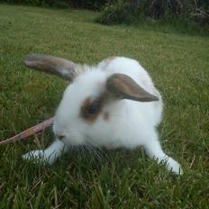 Kanin Bounty R.I.P
