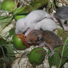 Hamster Chocolate Cookie Monster