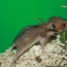 Hamster Chocolate Cookie Monster