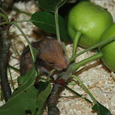 Hamster Chocolate Cookie Monster