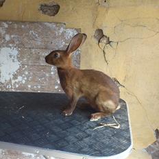 Kanin Belgisk hare. Gaunby`s Alfred