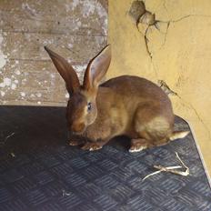 Kanin Belgisk hare. Gaunby`s Alfred