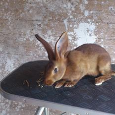Kanin Belgisk hare. Gaunby`s Alfred