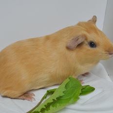 Marsvin Nelly Von Curia