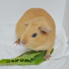 Marsvin Nelly Von Curia