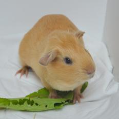 Marsvin Nelly Von Curia