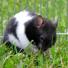 Hamster Silke