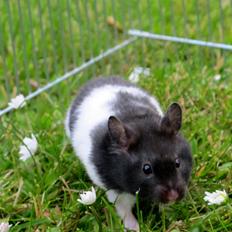 Hamster Silke