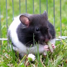 Hamster Silke