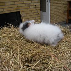 Kanin lykke´s Lille sørøver sally