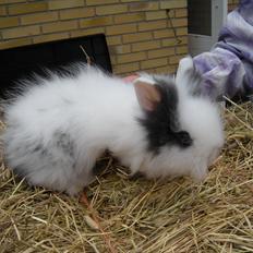 Kanin lykke´s Lille sørøver sally