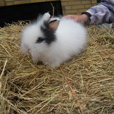 Kanin lykke´s Lille sørøver sally