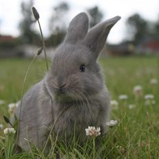 Kanin CAs Warna Putih