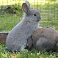 Kanin CAs Warna Putih