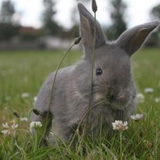 Kanin CAs Warna Putih