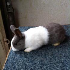 Kanin *Solbakkes Zuri*