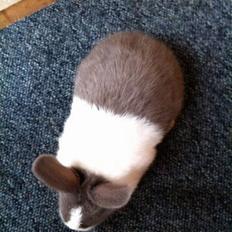 Kanin *Solbakkes Zuri*