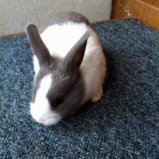 Kanin *Solbakkes Zuri*