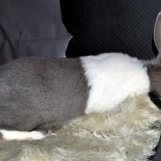 Kanin *Solbakkes Ziba*