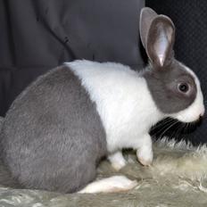 Kanin *Solbakkes Ziba*