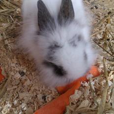 Kanin Stald Ingemann's Jumper<3