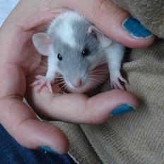 Tamrotte VictoryRats Java   RIP <3