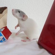 Tamrotte VictoryRats Java   RIP <3