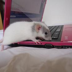 Tamrotte VictoryRats Java   RIP <3