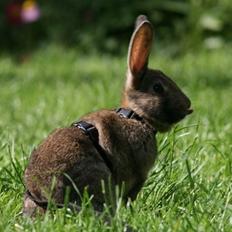 Kanin Flora Neotinea