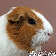 Marsvin Molly *RIP* 14/10 2013