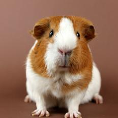 Marsvin Molly *RIP* 14/10 2013