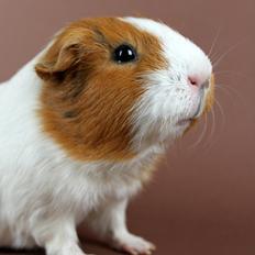 Marsvin Molly *RIP* 14/10 2013