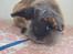 Kanin Bamse
