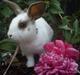 Kanin Bounty R.I.P