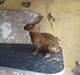 Kanin Belgisk hare. Gaunby`s Alfred