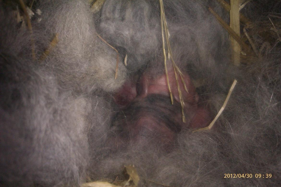 Kanin Mirabella billede 2