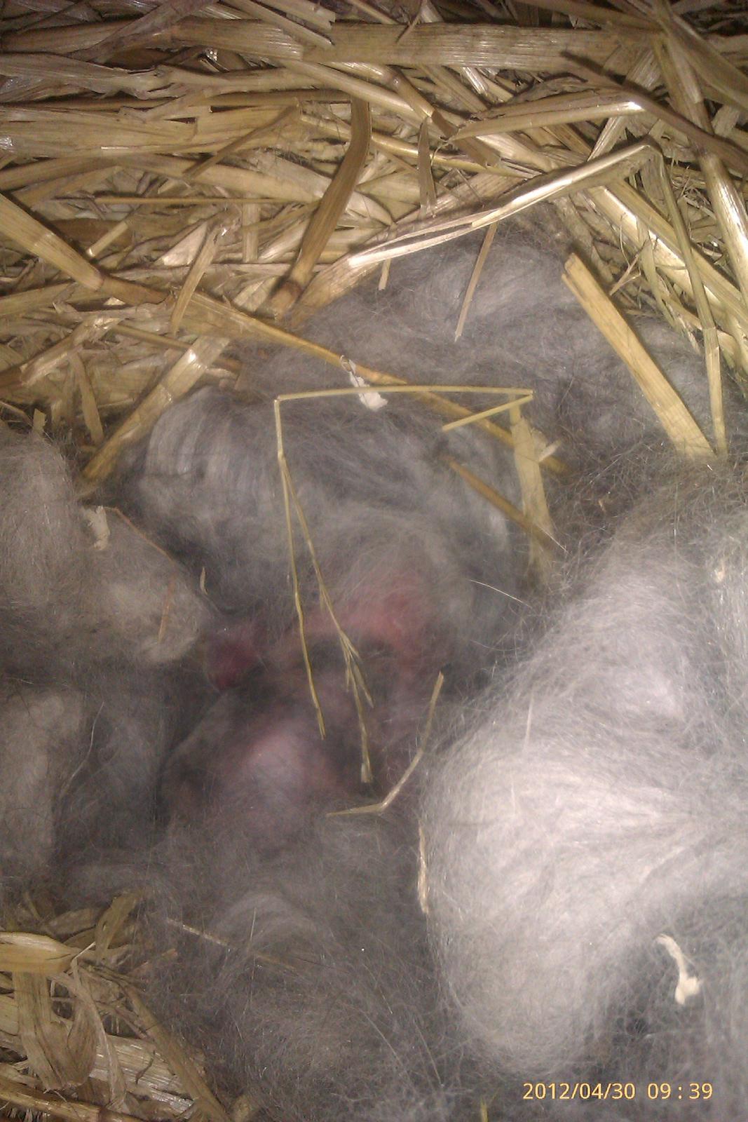 Kanin Mirabella billede 3