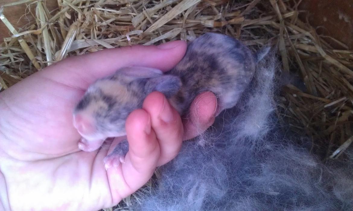 Kanin Mirabella billede 4