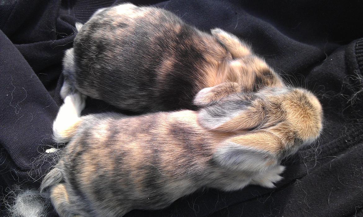 Kanin Mirabella billede 5