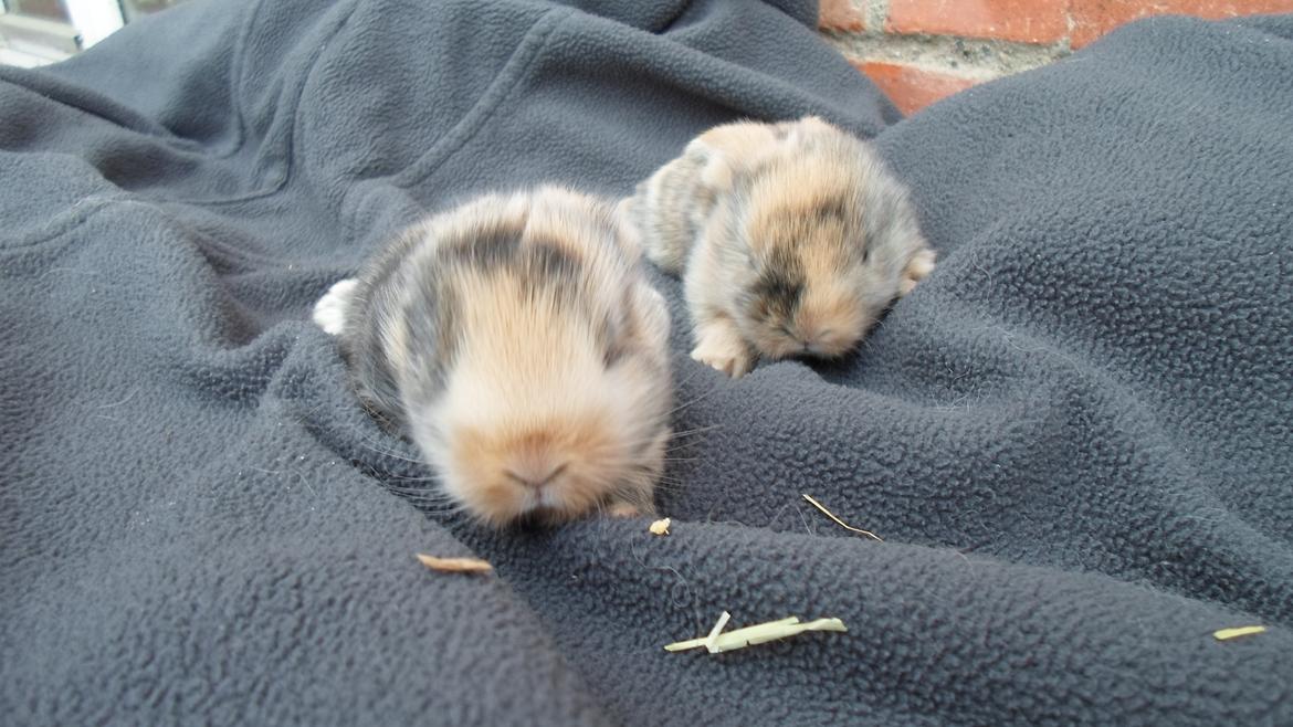 Kanin Mirabella billede 6