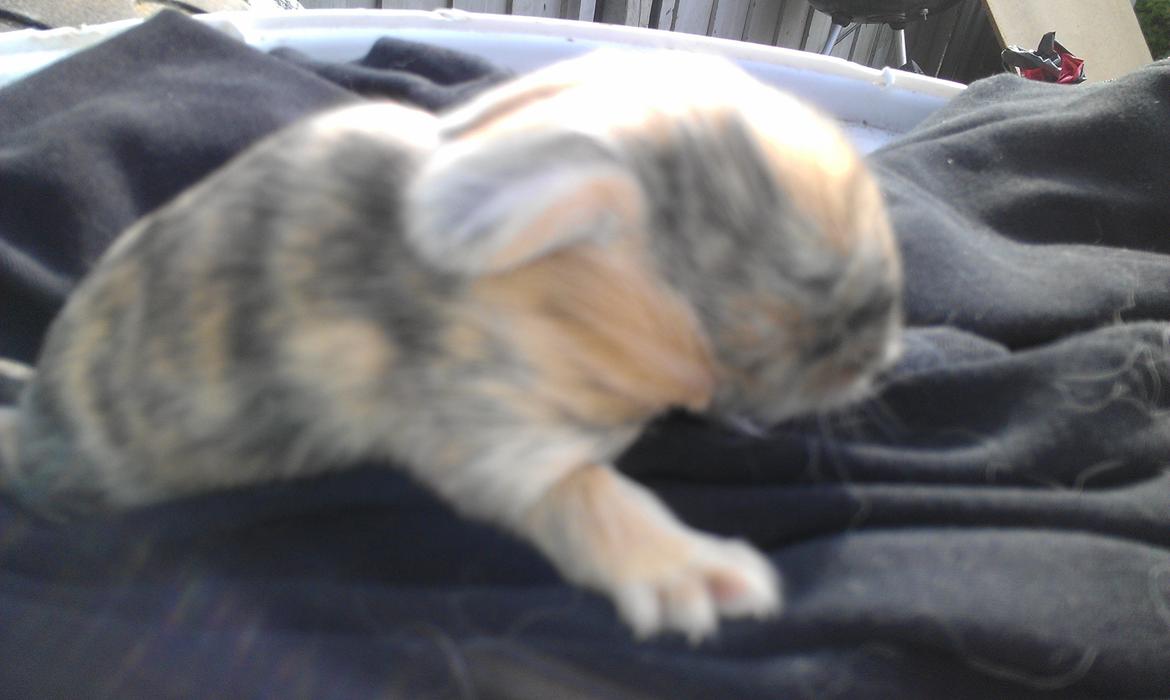 Kanin Mirabella billede 7