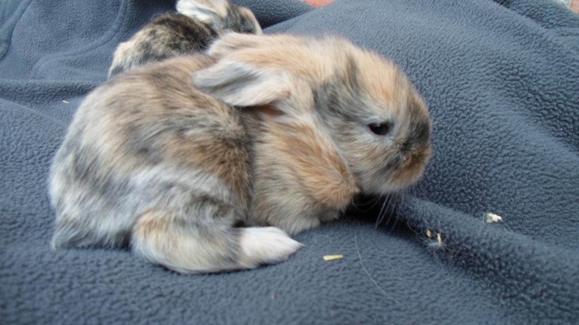Kanin Mirabella billede 8