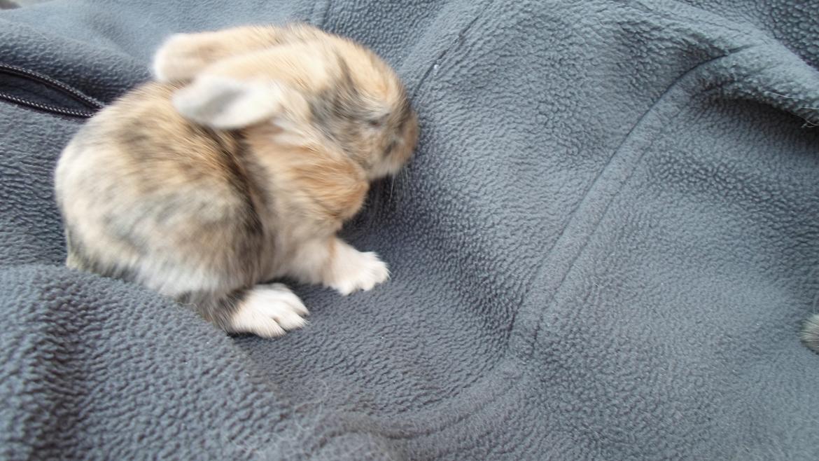 Kanin Mirabella billede 9