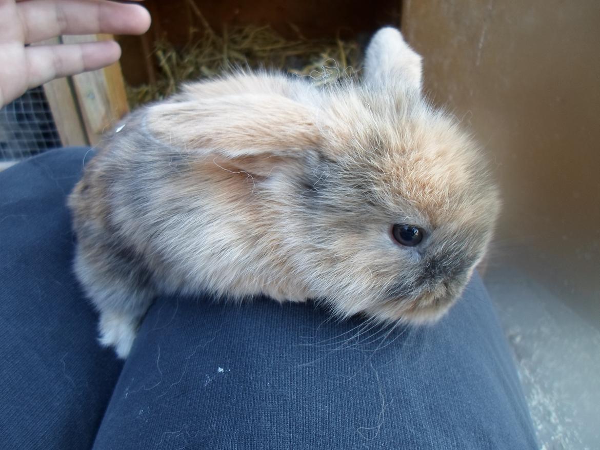 Kanin Mirabella billede 10