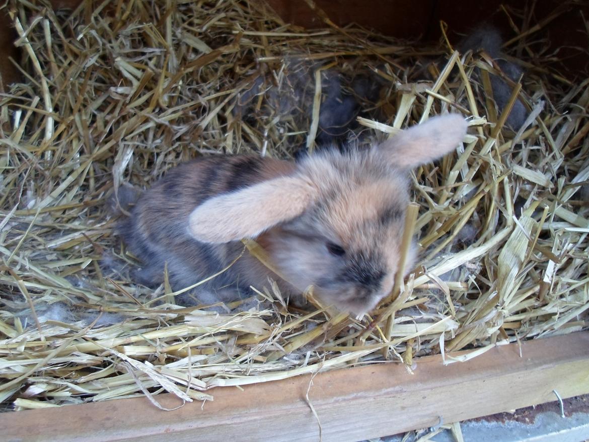 Kanin Mirabella billede 11